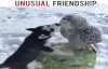 Baykuş Ve Köpeğin Arkadaşlığı