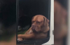 Minibüs Camından Bakan Köpeğin Komik Halleri