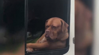 Minibüs Camından Bakan Köpeğin Komik Halleri