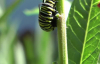 Timelapse Görüntüleri İle Tırtıl'ın Kelebeğe Dönüşme Anı!