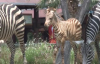 Bursa’da Bir Haftalık Zebra Yavrusu