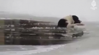 Rusya'da Sokak Köpeği Buzlu Gölete Düştü.