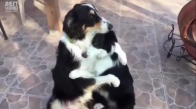 İki Köpeğin Birbiri İle Kucaklaşması