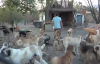 Sahipsiz Kalan 70 Köpeğine Yeni Bir Yuva Aranıyor