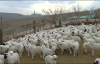 Koyun Ve Kuzuların Duygusal Buluşması
