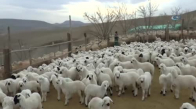 Koyun Ve Kuzuların Duygusal Buluşması