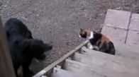 Komik Kedi Videoları