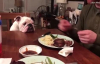 Sahibinin Biftek Yemesini İzleyen Zavallı Bulldog 
