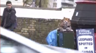 Londra Sokaklarında İnsanlara Leopar Şakası Yapmak