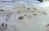 Buz Tutmuş Gölden Kendiliğinden Çıkan Balıklar