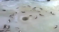 Buz Tutmuş Gölden Kendiliğinden Çıkan Balıklar