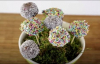 Cake Pops Nasıl Yapılır 