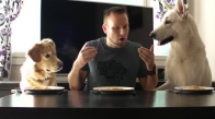 Köpekleriyle Spagetti Yeme Yarışına Giren Adam