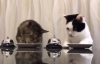 Kedilerin Yemek İçin Yarışması