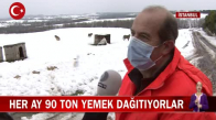 İstanbul Orman Gönüllüleri Her Ay Sokaktaki Canlara 90 Ton Yemek Dağıtıyor! İşte Görüntüler