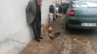 Dede ile Horozun Kavgası