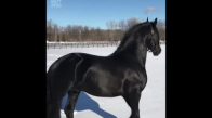 Asaleti İle Büyüleyen Siyah At