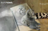 Çita Bingwa 8 Yavru Dünyaya Getirdi