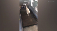 Sokak Köpeğinin Yürüyen Merdiven İle İmtihanı