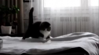 Yatakla Savaşan Kedi