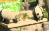 İkiz Pandalara Doğum Günü Sürprizi