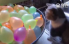 İci Su Dolu Balonları Taşımaya Çalışan Kedi