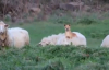 Koyunun Sırtında Oturarak Sürüyü Takip Eden Köpek