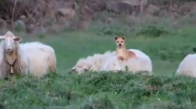 Koyunun Sırtında Oturarak Sürüyü Takip Eden Köpek