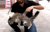 Tunceli'de Kanatlı Kedi