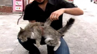 Tunceli'de Kanatlı Kedi