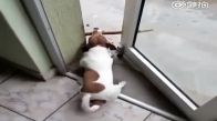 Sopasını Bırakmak İstemeyen Köpek