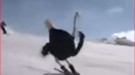 Çok İyi Kayak Yapan Deve Kuşları