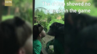 Şempanze ile Küçük Çocuğun Öpüşmesi