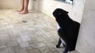 Sahibi İle Birlikte Duşa Girip Sıçrayan Suları Yalayan Çılgın Kedi