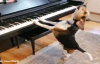 Piyano Çalıp Şarkı Söyleyen Köpek