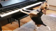 Piyano Çalıp Şarkı Söyleyen Köpek
