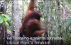 Endonezya'da Kafesteki Orangutanlar Kurtarılması