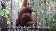 Endonezya'da Kafesteki Orangutanlar Kurtarılması