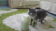 Akıllı Kedi Şişenin Kapağını Açar