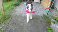 Yağmur Dansı Yapan Köpek