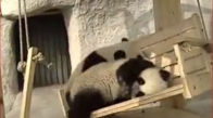 Pandaların Kaydıraktan Kayması