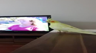 Sultan Papağanın Komik Sesi