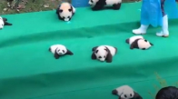 Çinde Pandalar Hayvanat Bahçesinde Ziyaretçilerini Ağırladılar