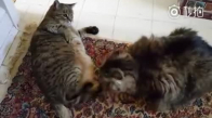 Dünyanın En Şişko Kedileri