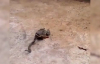 Kurbağanın Ağzındaki Yılan Kediye Saldırdı