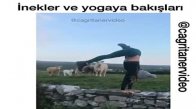 İnekler Ve Yogaya Bakışları