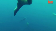 Deniz Aslanı Kameraya Böyle Saldırdı
