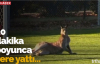 Avustralya'da Sahaya Giren Kanguru Maçı Yarıda Kesti