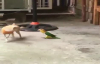 Papağan vs Köpek Kavgası