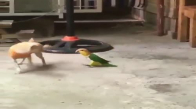 Papağan vs Köpek Kavgası